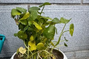 水培桐钱草养殖技巧详解（打造绿意盎然的水培桐钱草花园）