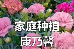 康乃馨的开花周期（康乃馨开花时间、花期、花语、适宜养护）