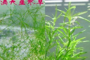 家庭满天星的养护指南（打造美丽花园，分享幸福生活）