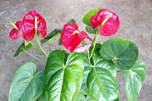 如何让红掌叶子又大又绿？（一些简单的方法和技巧让您的红掌植物茁壮成长！）