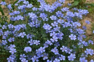 宿根野花（恭迎春天的宿根野花）