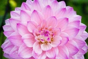 如何解决盆栽大丽花不开花问题（打造理想的生长环境，让大丽花绽放盛丽花海）