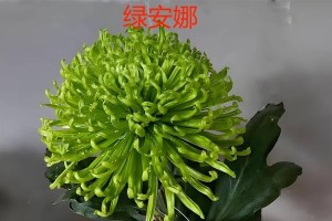 打造绿色生活绿菊怎么养长？（小贴士帮您快速掌握绿菊的种植与养护技巧）