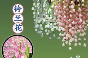 花语分离——探寻那些寂寞的花儿（透过花语，读懂人生离别的无奈和悲伤）