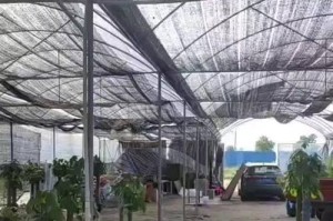 揭开以假的发财树的真相（拨开谎言的迷雾，重新认识发财树）