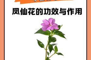 非洲凤仙花叶子蔫了怎么办？（有效措施帮助恢复非洲凤仙花健康）