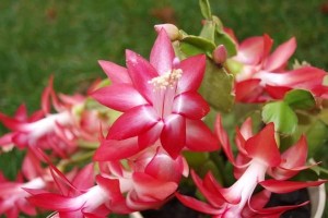 如何剪枝蟹爪兰以促进花苞的生长（蟹爪兰剪枝技巧及关键步骤）