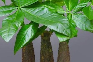 浇酱油水的神奇效果（用酱油水浇发财树，让它更茂盛）