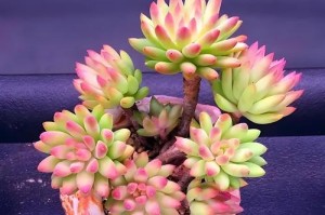 冬天如何养护多肉佛珠？（室内环境调节是关键，一起来了解吧！）