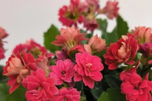 长寿花的颜色与特点（揭秘长寿花的色彩世界——一个充满惊喜的故事）