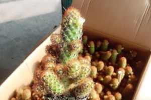 掌握多肉仙人指的爆盆技巧（快速实现多肉仙人指的大面积生长，让你的花盆充满绿色生机）