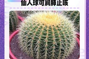 仙人球冒水之谜（揭秘仙人球怎样实现“冒水”效果）
