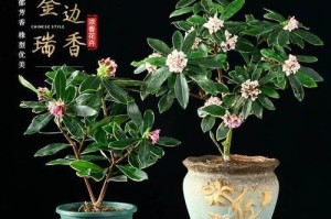 室内养殖瑞香的技巧与方法（打造清新芬芳的居家环境，了解瑞香养殖的基本要点）
