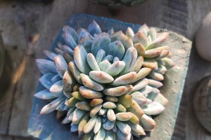 室内多肉植物的浇水技巧（室内多肉如何正确浇水，避免过水和干旱）
