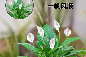 水培白掌快速生根的秘诀（揭秘白掌水培繁殖的关键步骤）