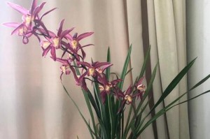 建兰为什么不开花？解析原因和解决方法（探究建兰不开花的原因与对策，让你的植物焕发新生机）