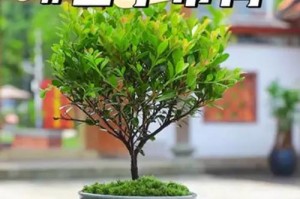 赤楠花卉养护指南（打造美丽花园的关键技巧）
