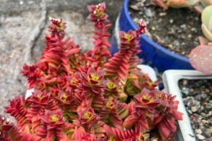 以火祭开花的传统庆典之美（传承千年的神秘仪式，唤醒大地的生机）