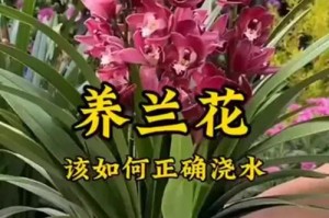 如何正确浇水以促使兰花正常开花（兰花浇水的重要性及正确方法）