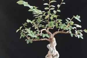 橘子树换盆伤根了怎么办？（急救措施和恢复方法，）