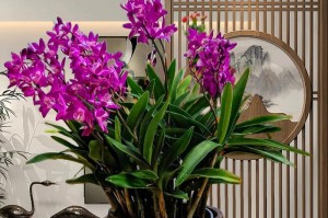 以美花石斛盆栽，让家中花园更美丽（美花石斛的品种及养护要点）