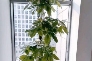 发财树如何度过寒冷的冬天（让你的发财树健康繁茂过冬，关键在于这个秘诀）