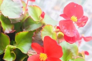 四季海棠夏天养护大全（打造美丽的夏日花园，）