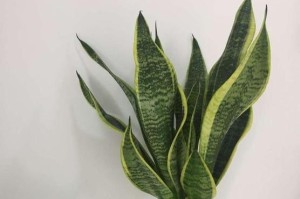 虎皮兰的繁殖方法与注意事项（从种子到繁殖，这些细节你必须知道）