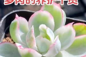 多头多肉怎么养？掌握关键技巧！（从选购到养护，让你的多头多肉更健康长成。）