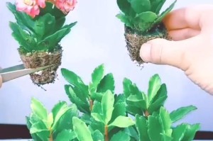 长寿花水培插扦技巧大揭秘（掌握这一技巧，让长寿花在水中重焕生机）