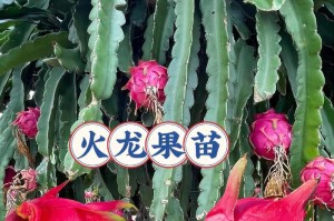家庭种植火龙果的方法与技巧（打造美丽生态家庭种火龙果开启奇妙之旅）