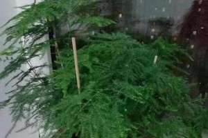 云竹枝条上长文竹之奇观（探寻文竹在云竹枝条上生长的神秘现象）