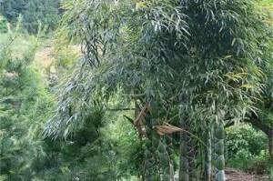 以毛竹怎么载培？（探讨毛竹的载培方法与技巧）