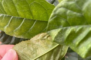 如何挽救花叶蔫黄问题（宝贝花叶再现翠绿生机，一招搞定）
