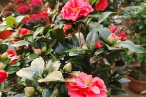 探秘红山茶花的养护之道（打造美丽茶花园，助你成为花艺大师）