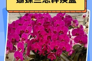 蝴蝶兰换盆老叶子处理方法（不同方式处理老叶子，让蝴蝶兰焕发新生）