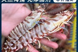 花虾白斑病的治疗方法及防控措施（综合防治措施提高养殖花虾抗病能力）