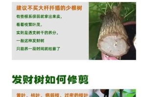 发财树腻虫细致解决方法（保护你的财源不受腻虫困扰）