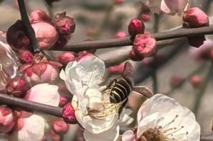 打造繁花盛开的冬梅花园（以冬梅怎么养开花为主题，分享打造繁花盛开的秘诀和技巧）