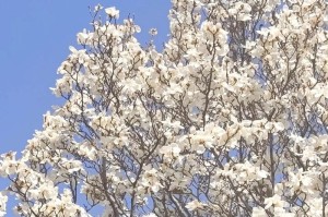 广玉兰是常绿植物吗？——揭秘广玉兰的真面目（广玉兰的生长习性、观赏价值及注意事项）