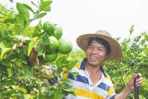 柠檬种植条件与种植区域温度要求（了解种植柠檬的基本要素，做好种植前的准备）