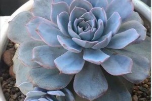 以蓝石莲怎么蓝为主题的花卉养殖技巧（打造清新优雅的蓝色花园，让蓝石莲绽放魅力）