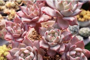 打造优美多肉花园——粉蓝鸟的养护技巧