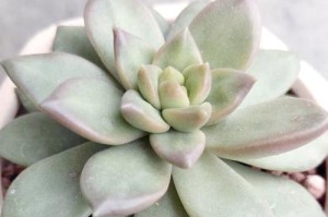 没有暖气的情况下如何过冬（以简单、实用的方法帮助你的多肉植物度过寒冷的冬季）