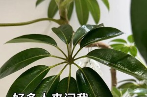 鸭脚木叶子黄斑处理方法详解（有效措施帮助鸭脚木叶子黄斑问题）