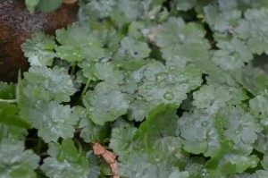 天湖荽的种植技巧与养护要点（打造健康美味的家庭天湖荽园）