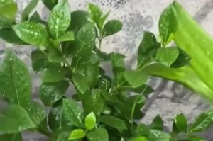 栀子花的养殖技巧（轻松培育美丽的栀子花）