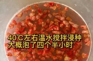 甜玉米的生长温度与养护技巧（如何创造最佳的生长环境）