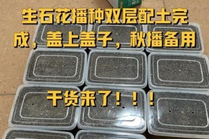 生石花小苗快速生长的秘诀（如何帮助生石花小苗快速成长）