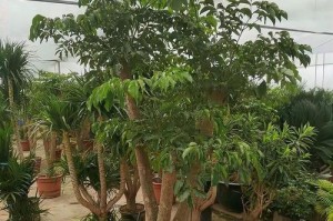 幸福树的根部修剪方法及技巧（打造健康根系，促进幸福树的生长发展）